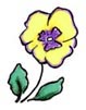 YELLOW PANSY